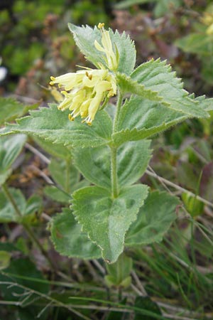 Paederota lutea \ Gelbes M�nderle / Yellow Veronica, A K&auml;rnten/Carinthia, Petzen 2.7.2010
