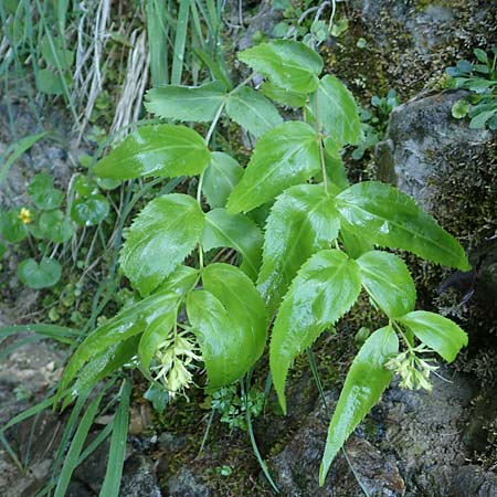 Paederota lutea \ Gelbes M�nderle / Yellow Veronica, A K&auml;rnten/Carinthia, Gallizien 18.5.2016