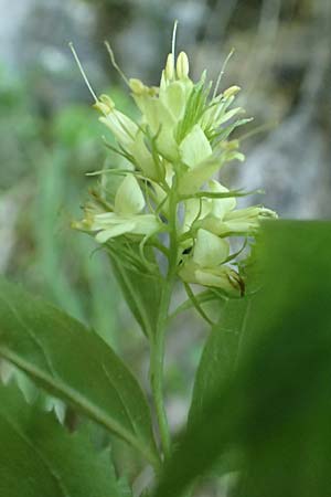 Paederota lutea \ Gelbes M�nderle / Yellow Veronica, A K&auml;rnten/Carinthia, Gallizien 18.5.2016