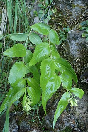 Paederota lutea \ Gelbes M�nderle / Yellow Veronica, A K&auml;rnten/Carinthia, Gallizien 18.5.2016