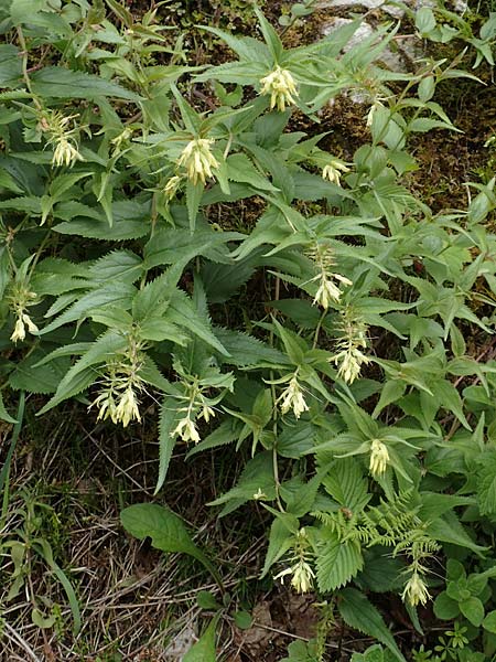Paederota lutea \ Gelbes M�nderle / Yellow Veronica, A K&auml;rnten/Carinthia, Tr&ouml;gerner Klamm 18.5.2016