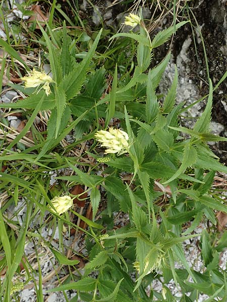 Paederota lutea \ Gelbes M�nderle / Yellow Veronica, A K&auml;rnten/Carinthia, Tr&ouml;gerner Klamm 18.5.2016