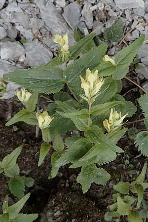 Paederota lutea \ Gelbes M�nderle / Yellow Veronica, A K&auml;rnten/Carinthia, Tr&ouml;gerner Klamm 18.5.2016