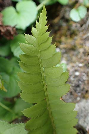 Polystichum lonchitis \ Lanzen-Schildfarn / Northern Holly Fern, A Osttirol, Porze 13.7.2019