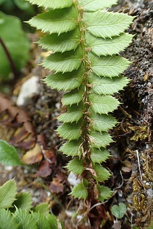 Polystichum lonchitis \ Lanzen-Schildfarn / Northern Holly Fern, A Osttirol, Porze 13.7.2019