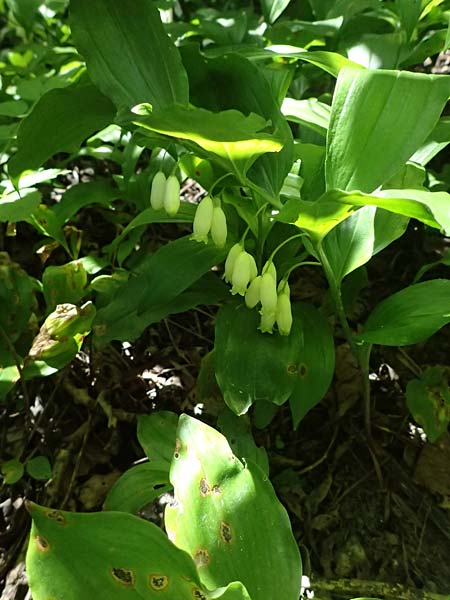 Polygonatum latifolium \ Breitbl&auml;ttrige Wei&szlig;wurz, Auen-Weiswurz / Broad-Leaved Solomon's Seal, A Hainburg 10.5.2025