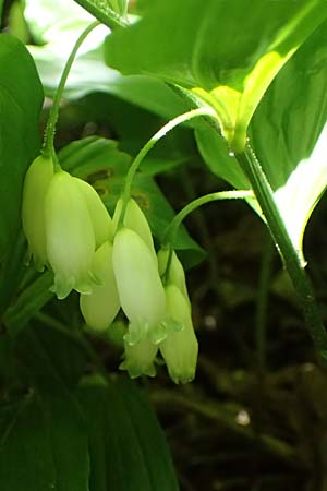 Polygonatum latifolium \ Breitbl&auml;ttrige Wei&szlig;wurz, Auen-Weiswurz / Broad-Leaved Solomon's Seal, A Hainburg 10.5.2025