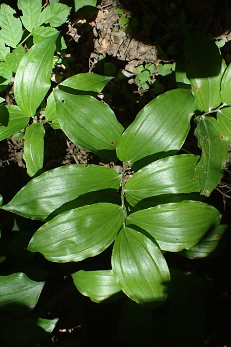 Polygonatum latifolium \ Breitbl&auml;ttrige Wei&szlig;wurz, Auen-Weiswurz / Broad-Leaved Solomon's Seal, A Hainburg 10.5.2025