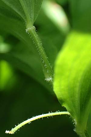 Polygonatum latifolium \ Breitbl&auml;ttrige Wei&szlig;wurz, Auen-Weiswurz / Broad-Leaved Solomon's Seal, A Hainburg 10.5.2025