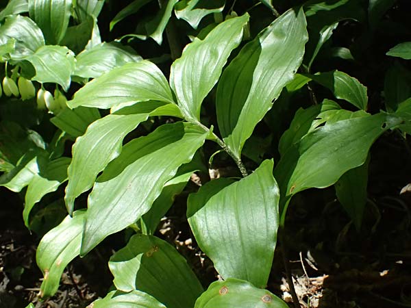 Polygonatum latifolium \ Breitbl&auml;ttrige Wei&szlig;wurz, Auen-Weiswurz / Broad-Leaved Solomon's Seal, A Hainburg 10.5.2025
