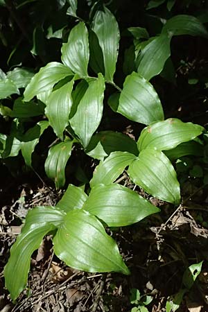 Polygonatum latifolium \ Breitbl&auml;ttrige Wei&szlig;wurz, Auen-Weiswurz / Broad-Leaved Solomon's Seal, A Hainburg 10.5.2025