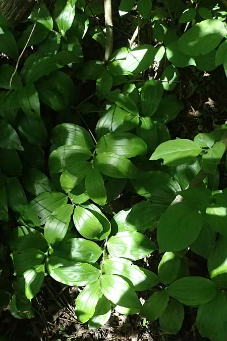 Polygonatum latifolium \ Breitbl&auml;ttrige Wei&szlig;wurz, Auen-Weiswurz / Broad-Leaved Solomon's Seal, A Hainburg 10.5.2025
