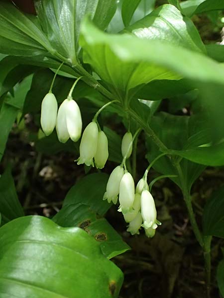 Polygonatum latifolium \ Breitbl&auml;ttrige Wei&szlig;wurz, Auen-Weiswurz / Broad-Leaved Solomon's Seal, A Hainburg 10.5.2025