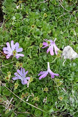 Primula minima \ Zwerg-Primel / Fairy Primrose, A Malta - Tal / Valley 7.6.2008