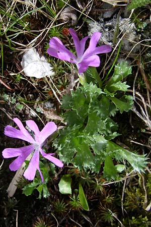 Primula minima \ Zwerg-Primel / Fairy Primrose, A Malta - Tal / Valley 7.6.2008