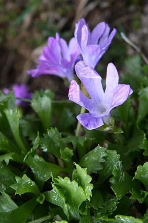 Primula minima \ Zwerg-Primel / Fairy Primrose, A Malta - Tal / Valley 7.6.2008