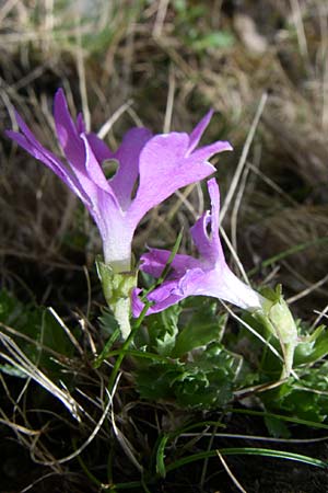Primula minima \ Zwerg-Primel / Fairy Primrose, A Malta - Tal / Valley 7.6.2008