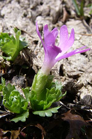 Primula minima \ Zwerg-Primel / Fairy Primrose, A Malta - Tal / Valley 7.6.2008