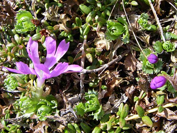 Primula minima \ Zwerg-Primel / Fairy Primrose, A Malta - Tal / Valley 7.6.2008