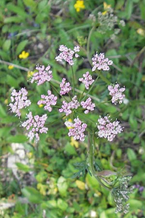 Pimpinella major \ Groe Bibernelle / Greater Burnet Saxifrage, A Kärnten/Carinthia, Hochobir 1.7.2010