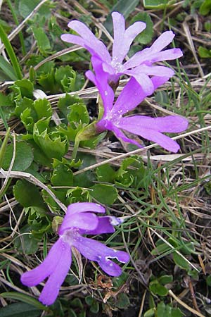 Primula minima \ Zwerg-Primel / Fairy Primrose, A Kärnten/Carinthia, Petzen 2.7.2010