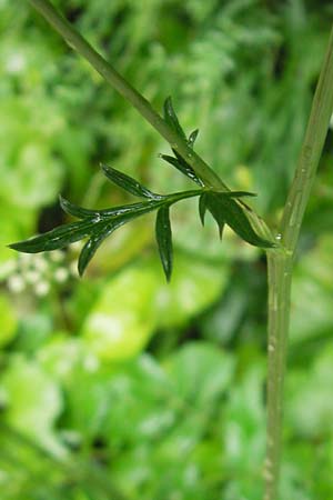 Pimpinella major \ Groe Bibernelle / Greater Burnet Saxifrage, A Gloggnitz 4.8.2011