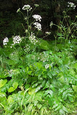 Pimpinella major \ Groe Bibernelle / Greater Burnet Saxifrage, A Gloggnitz 4.8.2011