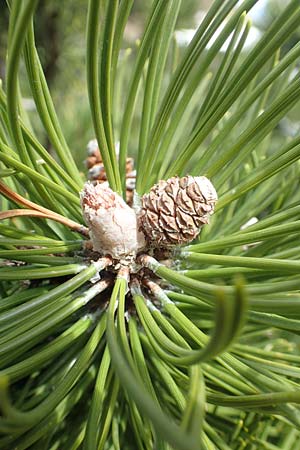 Pinus mugo \ Legfhre, Latschen-Kiefer / Dwarf Mountain Pine, A Kärnten/Carinthia, Hochstuhl 17.5.2016