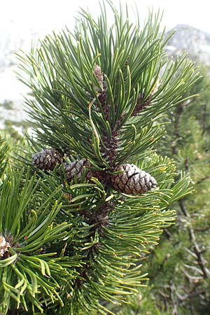 Pinus mugo \ Legfhre, Latschen-Kiefer / Dwarf Mountain Pine, A Kärnten/Carinthia, Hochstuhl 17.5.2016
