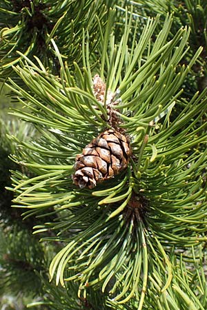 Pinus mugo \ Legfhre, Latschen-Kiefer / Dwarf Mountain Pine, A Kärnten/Carinthia, Hochstuhl 17.5.2016