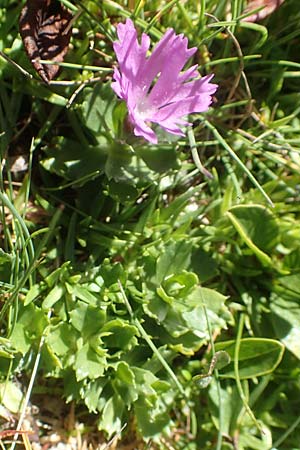 Primula minima \ Zwerg-Primel / Fairy Primrose, A Kärnten/Carinthia, Petzen 8.8.2016