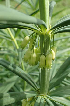 Polygonatum verticillatum \ Quirlblttrige Weiwurz / Whorled Solomon's Seal, A Pusterwald, Eiskar 1.7.2019