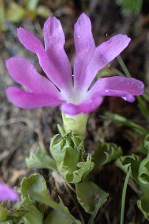 Primula minima \ Zwerg-Primel / Fairy Primrose, A Nockberge, Eisentaler Höhe 10.7.2019