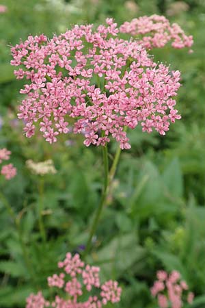 Pimpinella major \ Groe Bibernelle / Greater Burnet Saxifrage, A Schneealpe 30.6.2020
