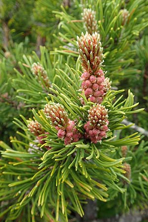 Pinus mugo \ Legfhre, Latschen-Kiefer / Dwarf Mountain Pine, A Schneealpe 30.6.2020