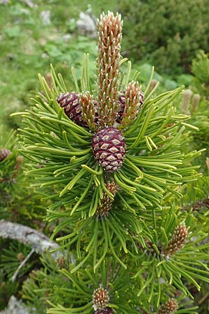 Pinus mugo \ Legfhre, Latschen-Kiefer / Dwarf Mountain Pine, A Schneealpe 30.6.2020