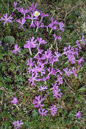Primula minima \ Zwerg-Primel / Fairy Primrose, A Wölzer Tauern, Kleiner Zinken 26.6.2021