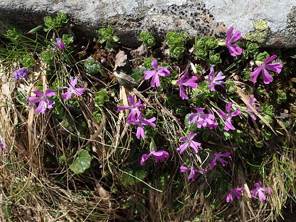 Primula minima \ Zwerg-Primel / Fairy Primrose, A Seetaler Alpen, Zirbitzkogel 28.6.2021