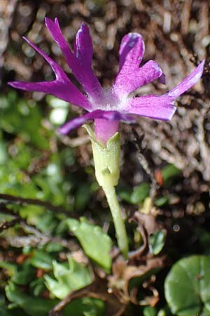 Primula minima \ Zwerg-Primel / Fairy Primrose, A Kärnten/Carinthia, Koralpe 5.7.2023