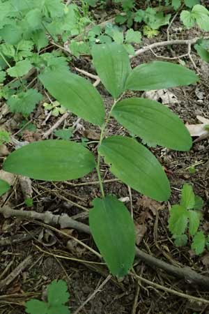 Polygonatum multiflorum \ Vielbltiges Salomonssiegel, Vielbltige Weiwurz / Solomon's Seal, A Eggenburg 9.5.2025