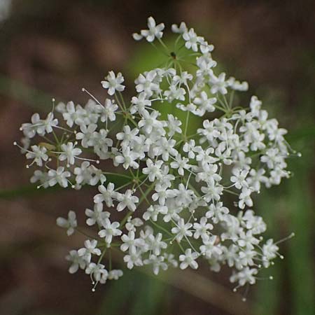 Pimpinella major \ Groe Bibernelle / Greater Burnet Saxifrage, A Kaprun 10.8.2025
