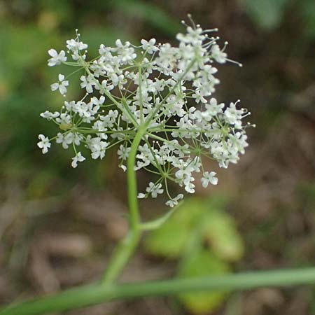 Pimpinella major \ Groe Bibernelle / Greater Burnet Saxifrage, A Kaprun 10.8.2025