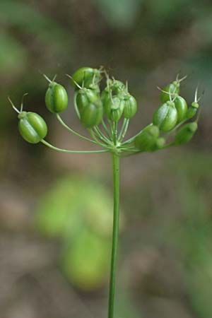 Pimpinella major \ Groe Bibernelle / Greater Burnet Saxifrage, A Kaprun 10.8.2025