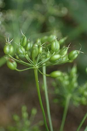 Pimpinella major \ Groe Bibernelle / Greater Burnet Saxifrage, A Kaprun 10.8.2025
