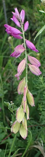 Polygala major \ Gro�e Kreuzblume / Large Milkwort, A Ulrichskirchen 12.6.2026