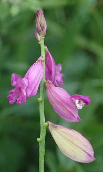 Polygala major \ Gro�e Kreuzblume / Large Milkwort, A Ulrichskirchen 12.6.2026