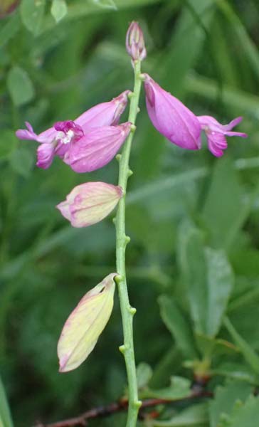 Polygala major \ Gro�e Kreuzblume / Large Milkwort, A Ulrichskirchen 12.6.2026