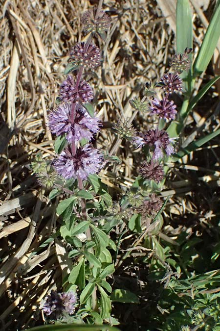 Mentha pulegium \ Polei-Minze / Squaw Mint, Pennyroyal, A Weinviertel,  Michelstetten 15.8.2026
