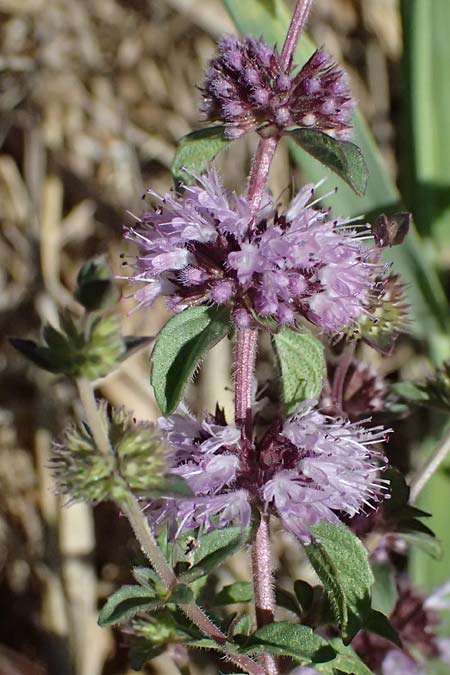 Mentha pulegium \ Polei-Minze / Squaw Mint, Pennyroyal, A Weinviertel,  Michelstetten 15.8.2026