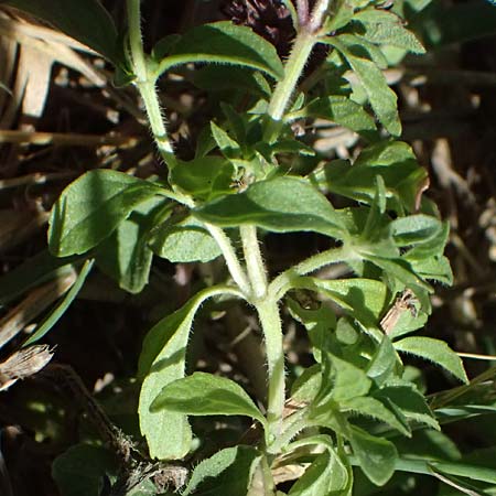 Mentha pulegium \ Polei-Minze / Squaw Mint, Pennyroyal, A Weinviertel,  Michelstetten 15.8.2026